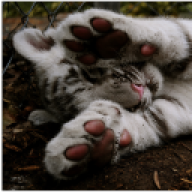 Levs_Kittne